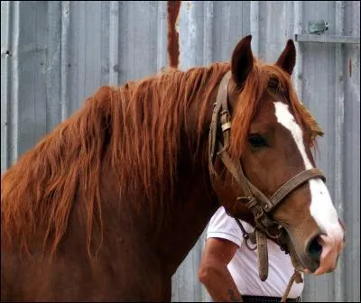 Quelle est cette race ?