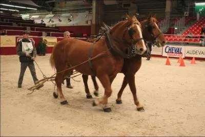 Quelle est cette race ?