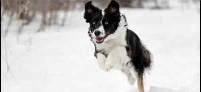 Quelle est la race de ce chien ?