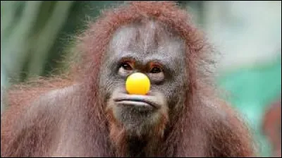 Aimez-vous les animaux ?