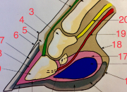 Quiz Anatomie du pied du cheval (galop 6 et plus)