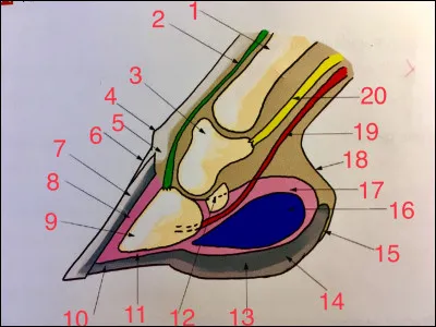 Comment se nomme la partie numéro 7 ?