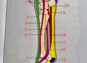 Quiz Anatomie des membres antrieurs (galop 6 et +)