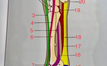 Quiz Anatomie