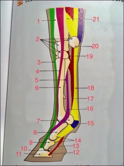 Comment la partie numéro 11 se nomme-t-elle ?