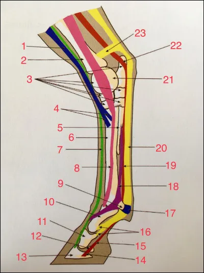 Comment la partie numéro 3 se nomme-t-elle ?