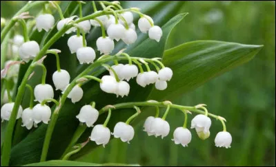 Quel mois correspond au muguet ?