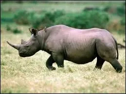 Apparu sur Terre il y a 60 millions d'annes, le rhinocros est, avec l'lphant, un des plus vieux mammifres terrestres.