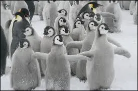 Une fois que la femelle manchot a pondu un uf, c'est le mâle qui va le couver durant 8 longues semaines et il restera sans manger.