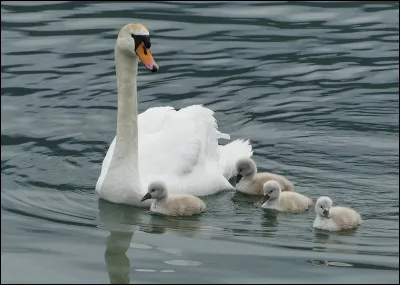 Les petits du cygne peuvent &ecirc;tre appel&eacute;s :