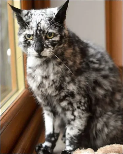 On dit que le chat...