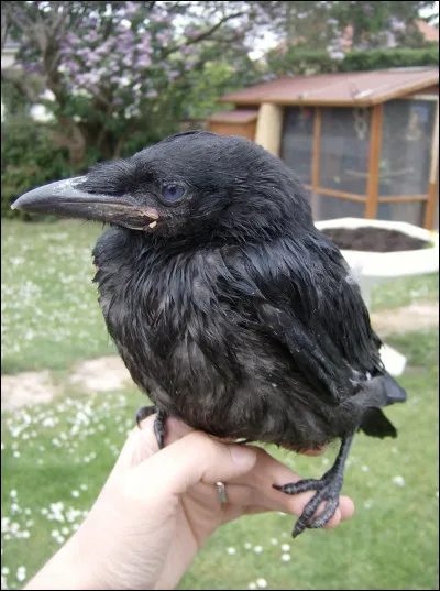 Je suis le corbillot. Qui est mon père ?