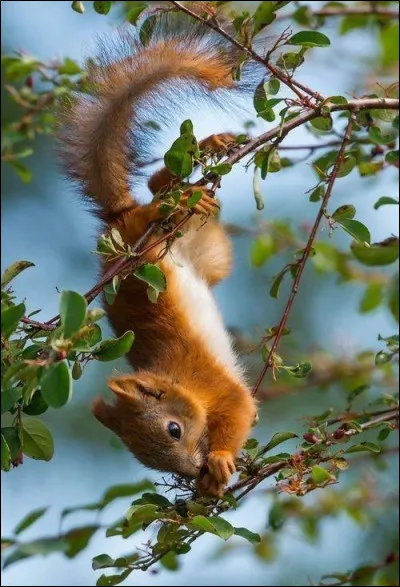"Red squirrel", ça vous dit quelque chose ?