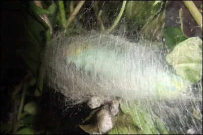 Un jour, je m'enfermerai dans mon cocon et j'en ressortirai transformé.