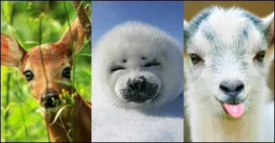 Comment s'appelle le père du dromelon ?