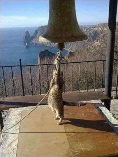 Lequel de ces noms appartient à un chat célèbre ?