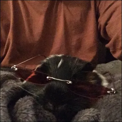 Quel est cet animal portant des lunettes ?