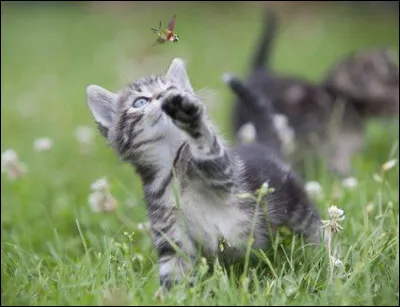 Si les chats gardent les ______, qui attrapera les _____ ?