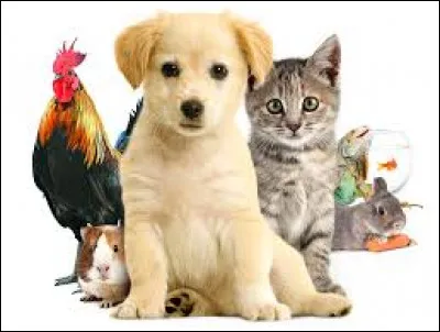 Quel est ton animal préféré ?