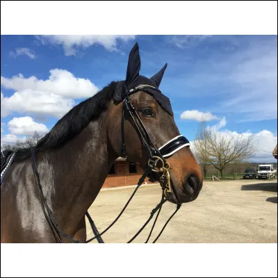 Pour ralentir un cheval qui est au pas, il faut ....