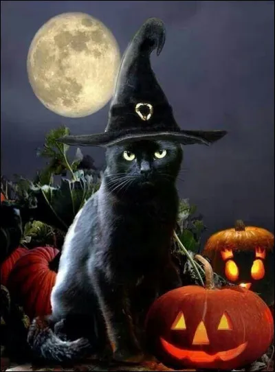 En Grande-Bretagne le chat noir...