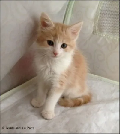 "L'idéal du calme est dans un chat assis" est de :