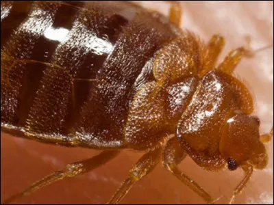 Quel mode de fécondation insolite a la punaise de lit ?