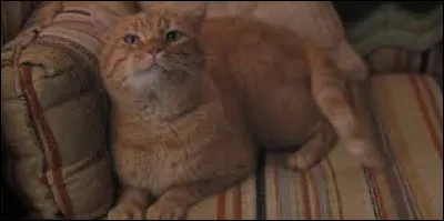 Comment son chat est-il mort ?