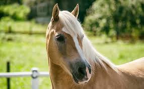 Quiz Chevaux