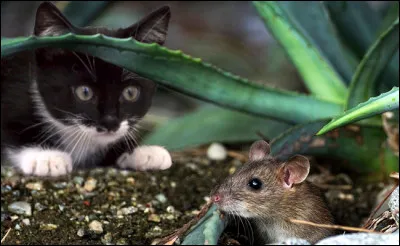 Quand la souris ______ du/le chat, c'est que le trou n'est pas loin.