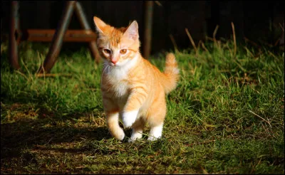 À elle seule, la queue du chat contient une quinzaine d'os.