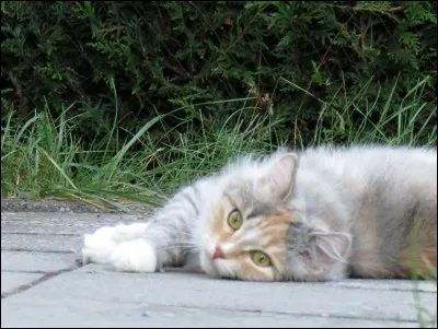 "Dans un monde de chats, tout appartient aux chats" signifie :