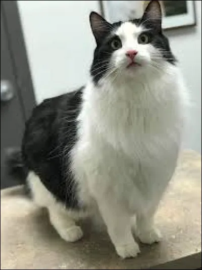 Le chat roux au pelage tacheté qui veillait sur le sommeil de Rê s'appelait :