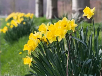 Que voyons-nous sur l'image ?