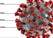 Quiz Coronavirus, gestes et questions