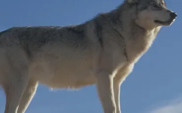 Quiz Animaux