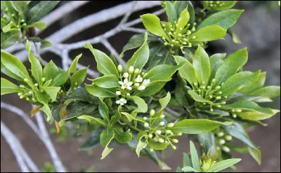 Quel autre nom donne-t-on à ce petit arbuste appelé ''bois carotte'' et ''bois mangue'' à La Réunion entre autres ?