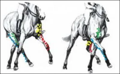 Les adducteurs rapprochent une partie d'un membre vers l'extérieur ?