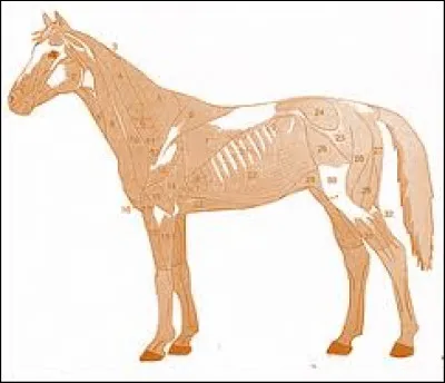 Les muscles possèdent 3 propriétés, lesquelles ?