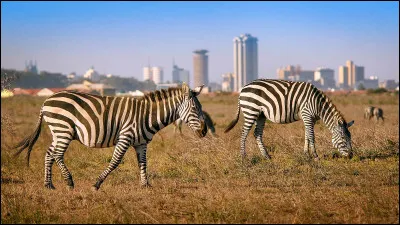Quel est le nom de ces animaux ?