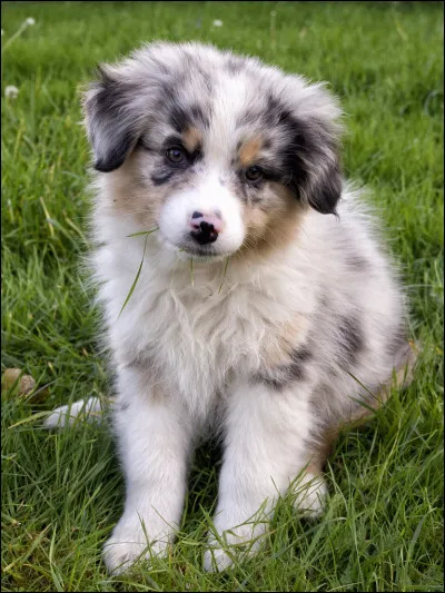 Quelle est cette race de chien ?