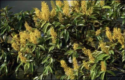 Il n'y que du feuillage sur cette photo.