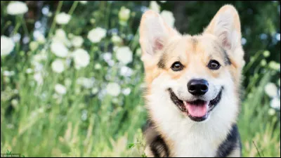 Comment dit-on "chien" en anglais ?