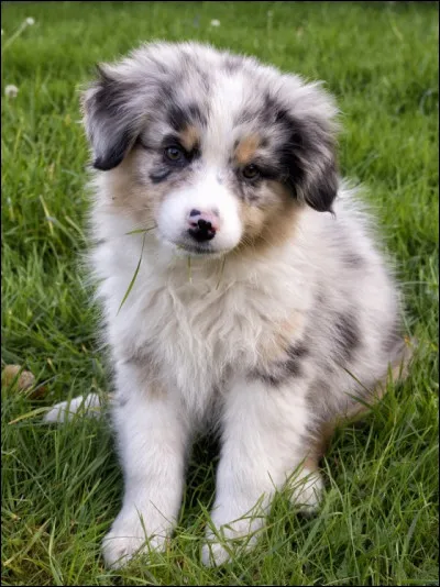 Ton animal préféré est :