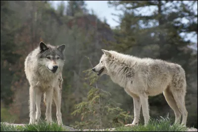 Quel parc animalier de Lozère regroupe une centaine de loups en semi-liberté ?