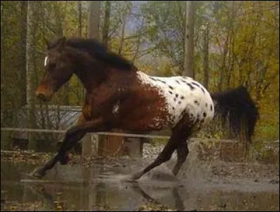 Quelle est la robe de ce cheval ?