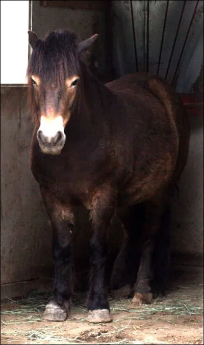 Quelle est la race de ce cheval ?