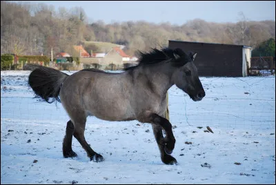 Ce cheval a la robe :