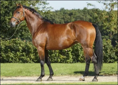 Quelle est la race de ce cheval ?