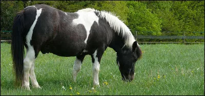 Sans vouloir vexer personne, es-tu en surpoids ? (C'est une question très importante !)